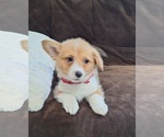 Small #11 Pembroke Welsh Corgi