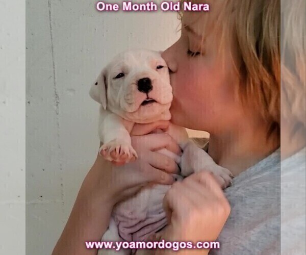 Medium Photo #88 Dogo Argentino Puppy For Sale in JANE, MO, USA