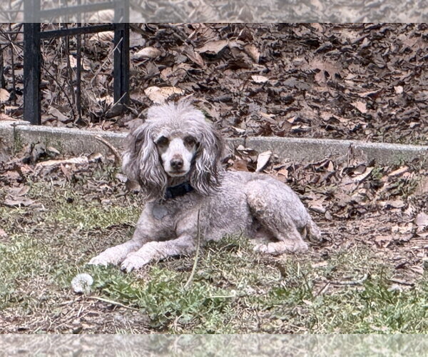Medium Photo #2 Poodle (Miniature) Puppy For Sale in Pacolet, SC, USA