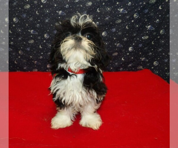Medium Photo #19 Shih Tzu Puppy For Sale in PATERSON, NJ, USA