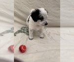 Puppy Puppy 1 Lola Bernedoodle-Miniature Australian Shepherd Mix