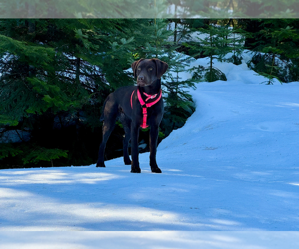 Medium Photo #1 Labrador Retriever Puppy For Sale in LEWISTON, ID, USA