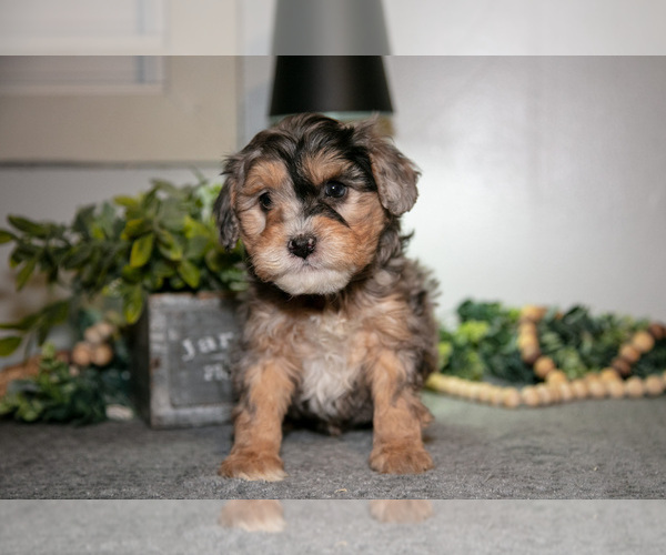 Medium Photo #1 Cavapoo (Miniature) Puppy For Sale in CAMDEN, MI, USA