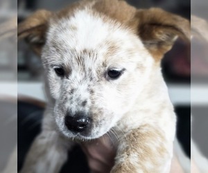Australian Cattle Dog Puppy for sale in PUYALLUP, WA, USA