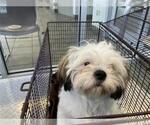 Small Shih Tzu