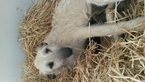 Small Photo #1 Irish Wolfhound Puppy For Sale in VERNAL, UT, USA