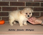 Small #1 ShihPoo