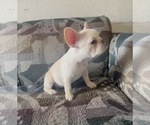 Small #3 French Bulldog