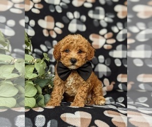 Goldendoodle (Miniature) Puppy for sale in CHRISTIANA, PA, USA