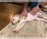 Small Photo #6 American Bulldog Puppy For Sale in BROOKFIELD, MO, USA