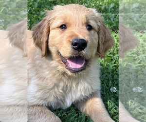 Golden Retriever Litter for sale in COSHOCTON, OH, USA