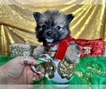 Small Photo #40 Pomeranian Puppy For Sale in HAYWARD, CA, USA