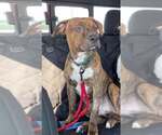 Small American Pit Bull Terrier-American Staffordshire Terrier Mix