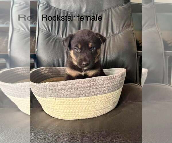 Medium Photo #4 Gerberian Shepsky Puppy For Sale in Oro Medonte, Ontario, Canada