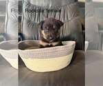 Small #3 Gerberian Shepsky