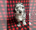 Small Photo #1 Miniature Labradoodle Puppy For Sale in MILLERSBURG, OH, USA