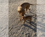 Small Photo #40 Rhodesian Ridgeback Puppy For Sale in MORONGO VALLEY, CA, USA