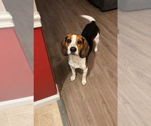 Beagle-Unknown Mix Dogs for adoption in Thomasville, NC, USA