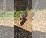 Small #6 American Pit Bull Terrier Mix