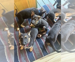 German Shepherd Dog Litter for sale in GREENWICH, NY, USA