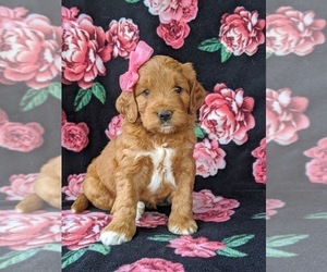 Goldendoodle Puppy for sale in KIRKWOOD, PA, USA