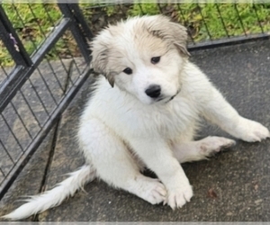 Great Pyrenees Puppy for sale in ABERDEEN, WA, USA