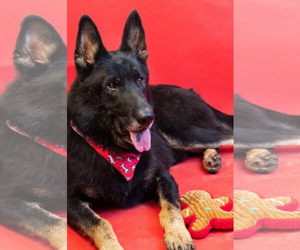 Medium Photo #6 German Shepherd Dog-Unknown Mix Puppy For Sale in Holly Springs, MS, USA