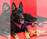 Small #5 German Shepherd Dog Mix