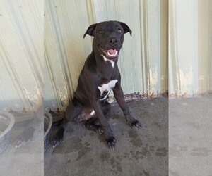 Great Dane-Labrador Retriever Mix Dogs for adoption in El Centro, CA, USA