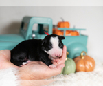 Small #5 Border Collie