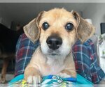 Small Photo #1 Dachshund Puppy For Sale in Weston, FL, USA