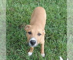 Small Labrador Retriever