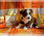 Puppy Puppy 4 Miniature Australian Shepherd