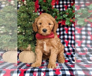 Goldendoodle (Miniature) Puppy for sale in CHRISTIANA, PA, USA