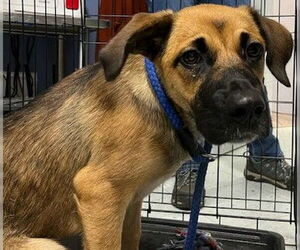Boxer-Unknown Mix Dogs for adoption in Newfoundland, PA, USA