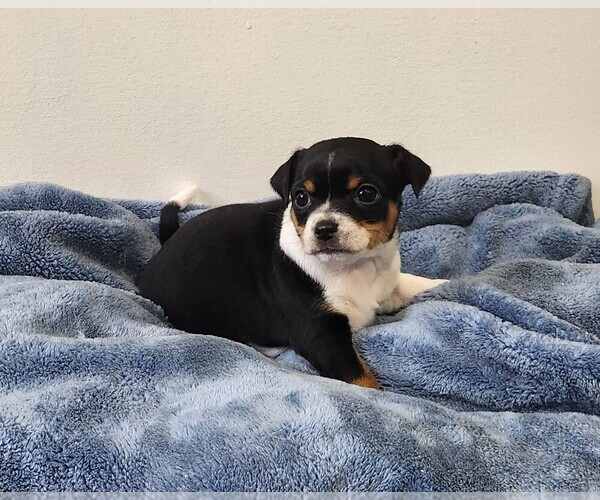 Medium Photo #34 Chihuahua Puppy For Sale in RUSTBURG, VA, USA