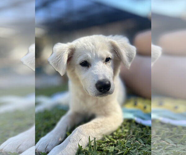 Medium Photo #6 Great Pyrenees Puppy For Sale in Valrico, FL, USA