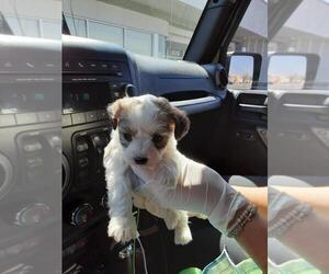 Shih-Poo-ShihPoo Mix Puppy for sale in EL PASO, TX, USA