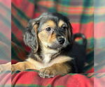 Small #3 Dachshund Mix