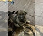 Small Photo #2 German Shepherd Dog Puppy For Sale in MADISON HEIGHTS, VA, USA