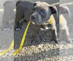 Small #3 American Bully