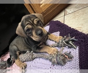 Chinese Shar-Pei-Miniature Australian Shepherd Mix Puppy for Sale in PLAINFIELD, Illinois USA
