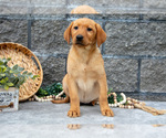Small Photo #28 Labrador Retriever Puppy For Sale in MILLERSBURG, OH, USA