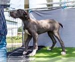 Puppy Molly Great Dane