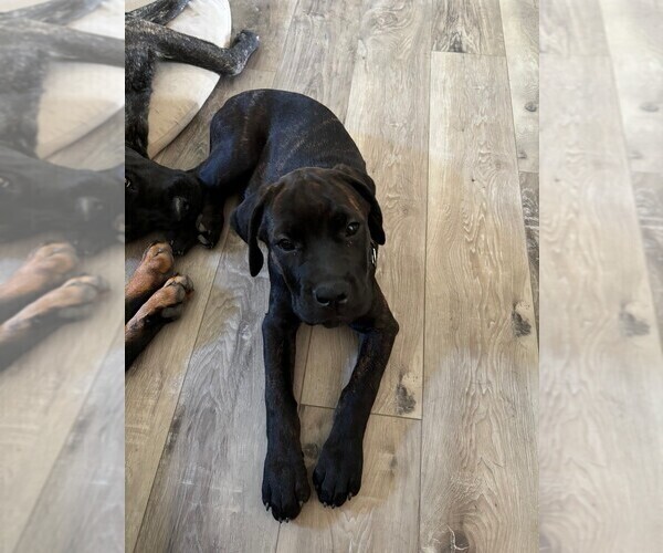 Medium Photo #2 Rotticorso Puppy For Sale in REEVESVILLE, SC, USA
