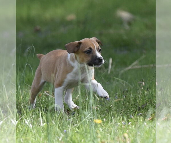 Medium Photo #2 Australian Shepherd-Chihuahua Mix Puppy For Sale in Mechanicsburg, PA, USA