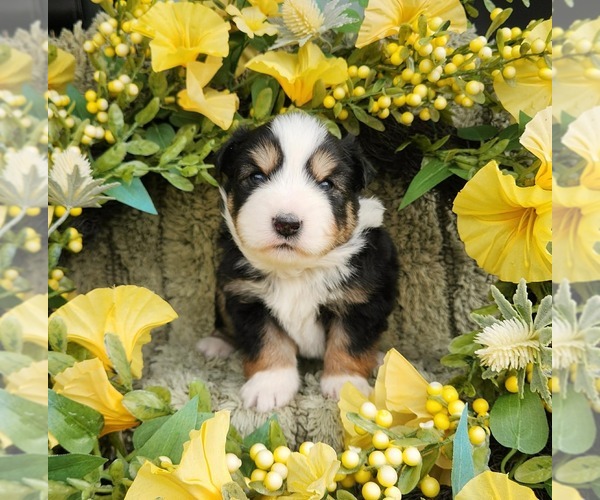 Medium Photo #1 Miniature Australian Shepherd Puppy For Sale in SANDOWN, NH, USA