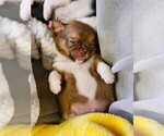 Small Photo #8 Chihuahua Puppy For Sale in MOUNT AIRY, NC, USA