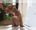 Small #3 American Bully