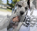 Small Photo #23 Daniff-Neapolitan Mastiff Mix Puppy For Sale in MONTEVIEW, ID, USA